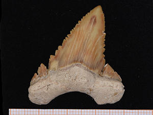 Palaeocarcharodon orientalis