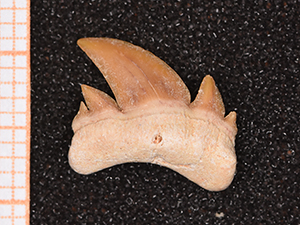 Serratolamna ascheroni