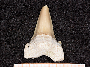 Carcharocles auriculatus