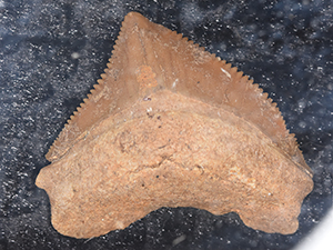 Palaeocarcharodon orientalis