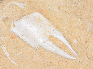 Protocallianassa faujasi