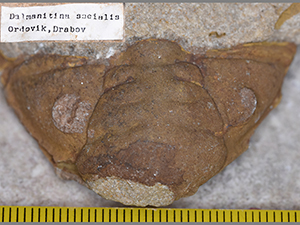 Dalmanitina socialis