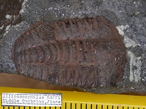 Ellipsocephalus hoffi