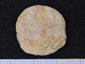 Nummulites kopeki