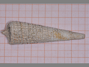 Potamides papaveraceus