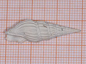 Crassispira perrugata