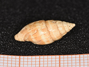 Mitra ebenus