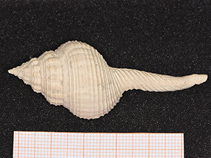 Fusinus equalis