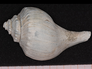 Brachysycon kissimmeensis