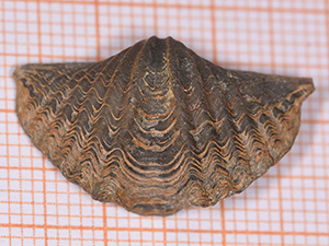 Eleutherokomma diluvianoides