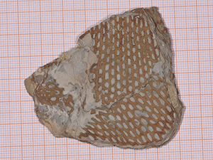 Araneograptus murrayi