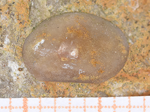 Ostracoda