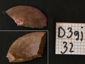 Placodermi