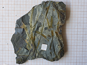 Zosterophyllum rhenanum