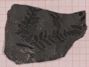Neuropteris schlehani