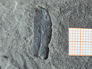Linopteris