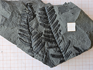 Pecopteris micromiltoni