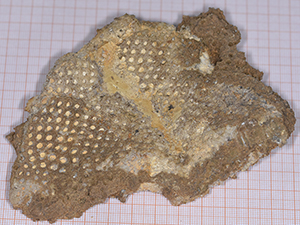 Tremadictyon reticulatum