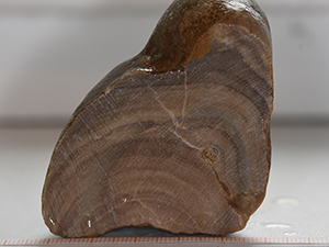 Stromatoporoidea