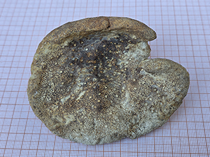 Amphithelion aequibile