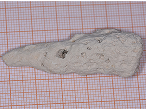 Jerea claviceps