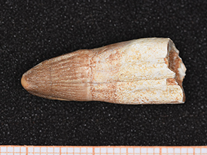 Mosasauridae