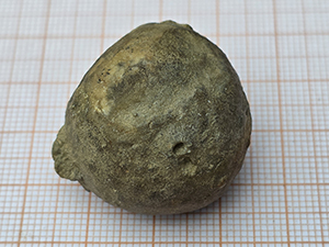 Echinosphaerites aurantium