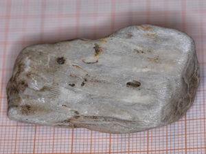 Cyathophylloides kassariensis