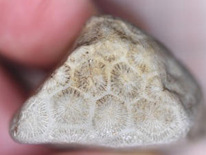 Cyathophylloides kassariensis