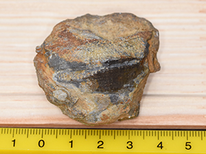 Favosites goldfussi eifeliensis 