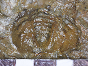 Trilobita