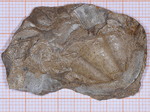 Trilobita