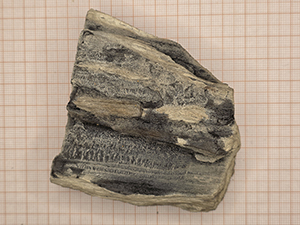 Glyptostroboxylon sp.