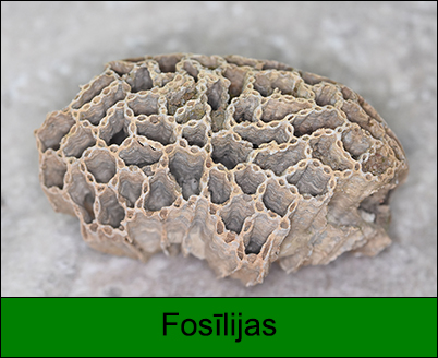 Fosīlijas